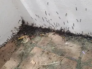 Caterpillar Worms Fumigation Services