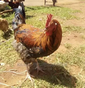 Pure Kienyeji Chicken Hens and Jogoos