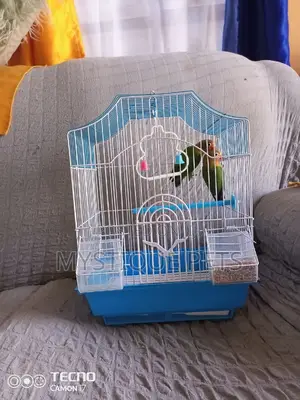 Beautiful Love Birds