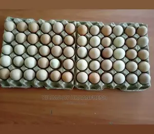 Fertilized Eggs : Turkey / Ducks /Improved Kienyeji Chicken.