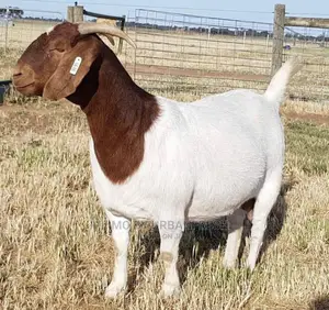 Importing Livestock: Boer,Turkey, Peacock,Kalahari. 3wks.