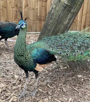 Importing Livestock: Boer,Turkey, Peacock,Kalahari. 3wks.
