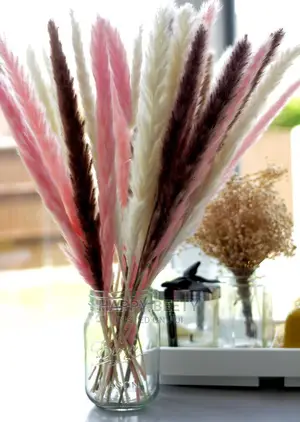 Mini Pampas Grass (70cm Long)