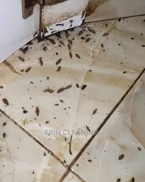 Cockroaches Services in Nairobi