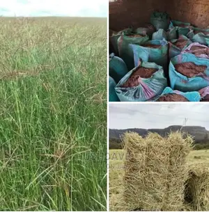 Boma Rhodes Seeds And Hay Available