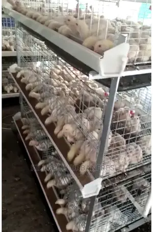 Chicks Battery Cage Can Accommodate 400 Chicks