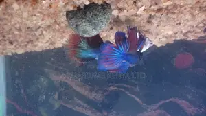 Betta Fish With Wine Glass Aquarium Bowl, Fish Bowl