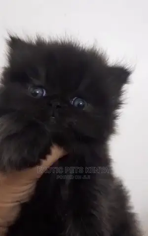 1-3 months Male Purebred Persian