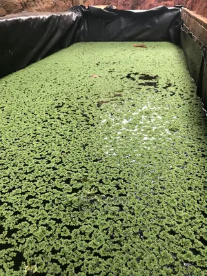 Azolla Seeds