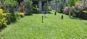Pemba Grass