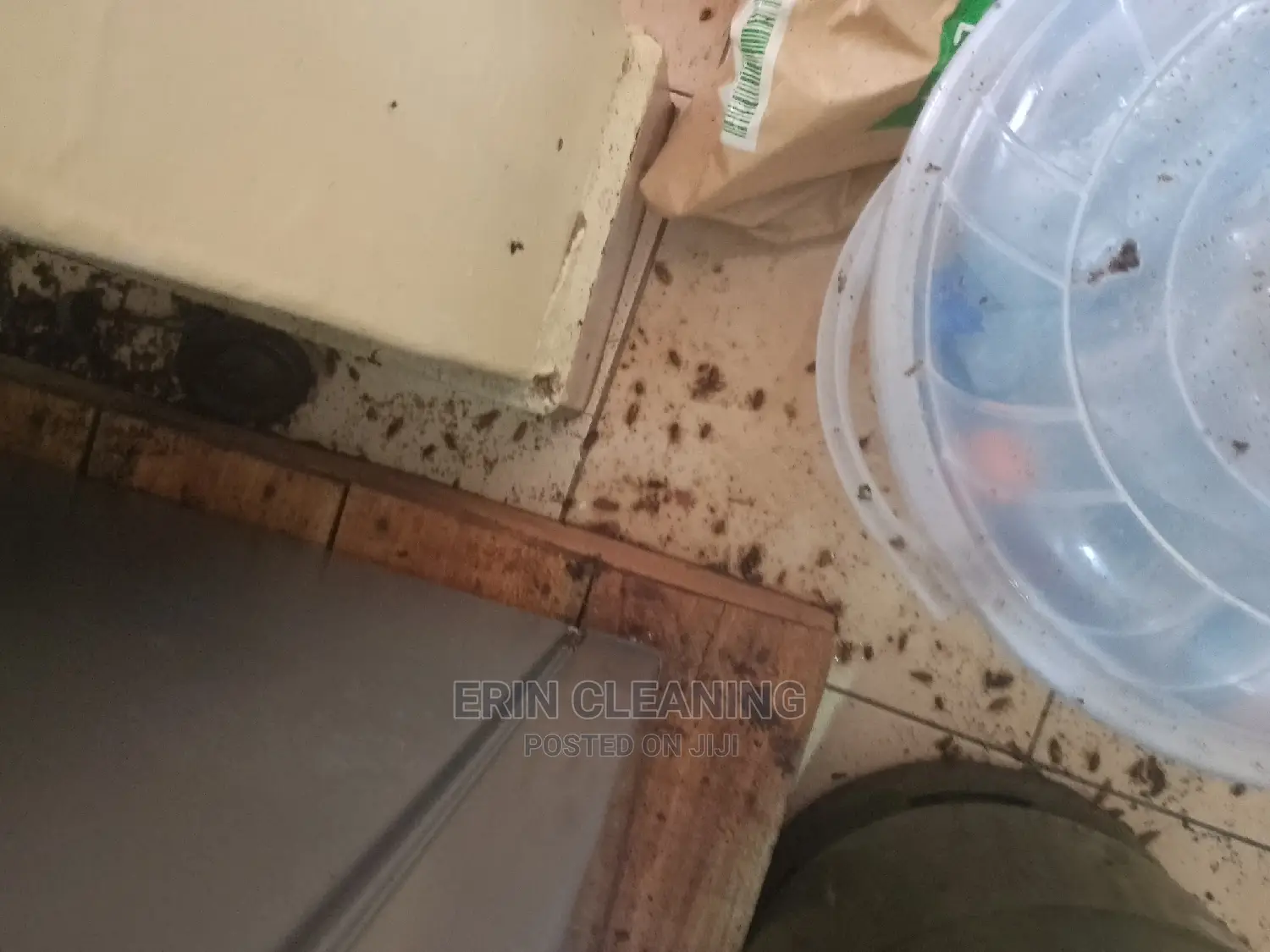 Mosquitos Bedbugs and Cockroaches Services