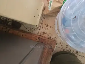Mosquitos Bedbugs and Cockroaches Services