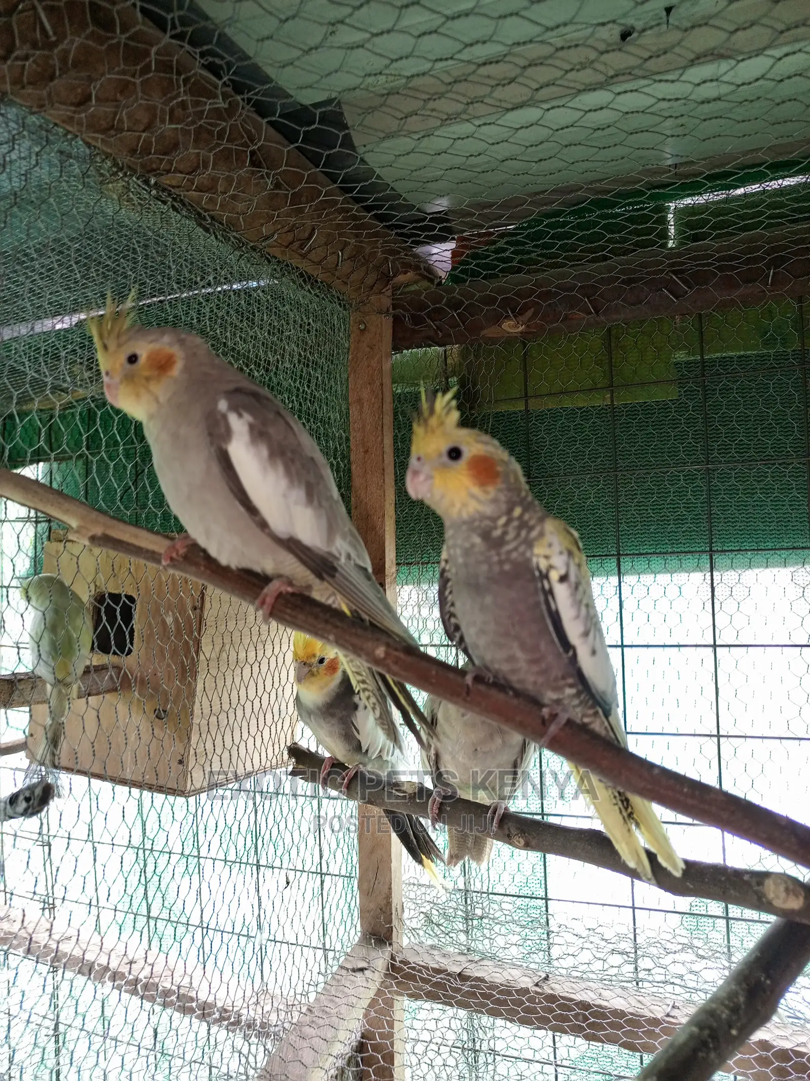 Young Cockatiels