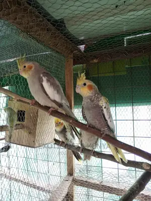 Young Cockatiels