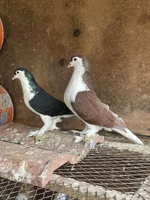 Black and Brown Lahore Pair