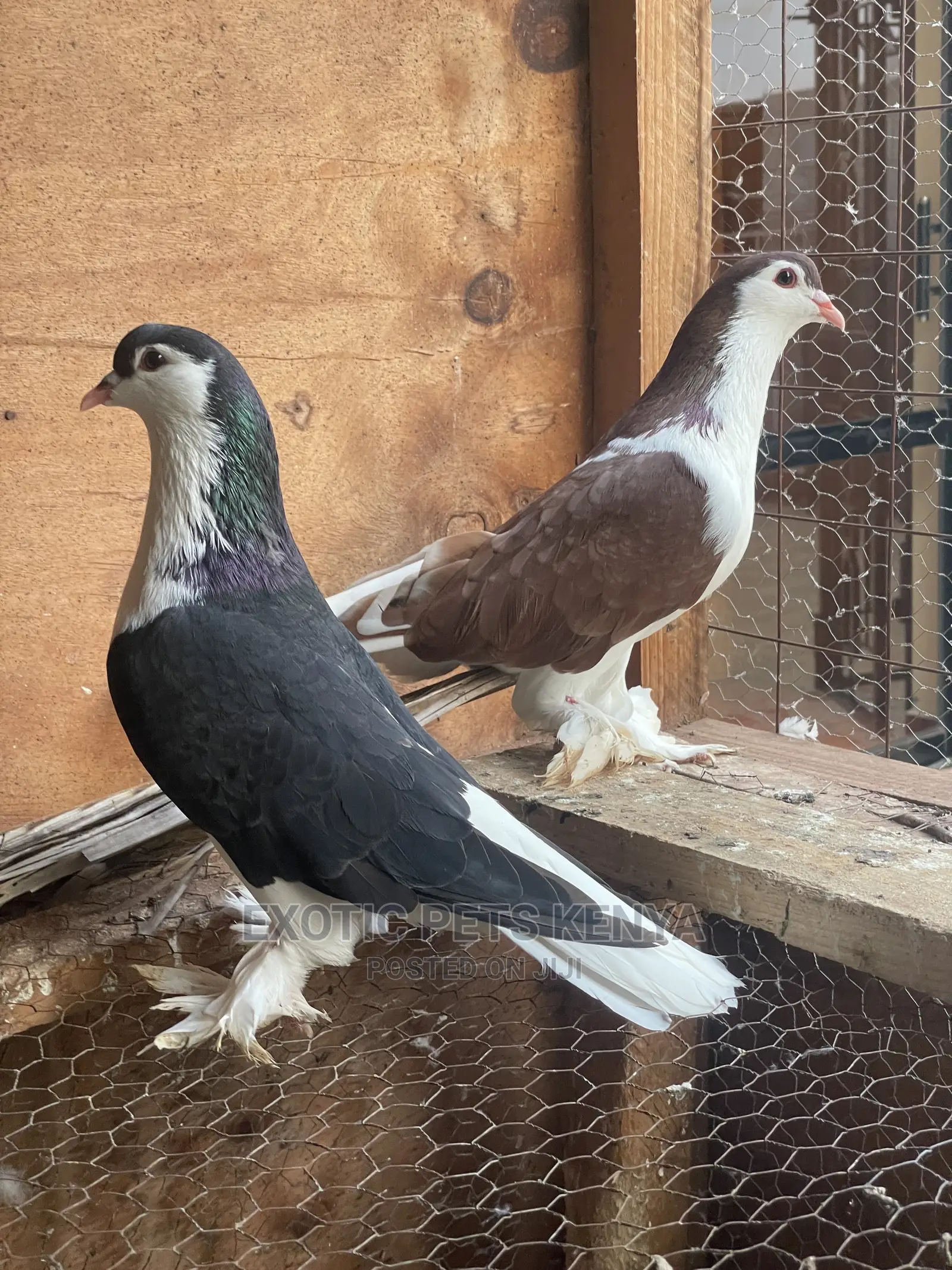 Black and Brown Lahore Pair