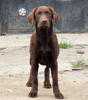 1-3 months Female Purebred Labrador Retriever