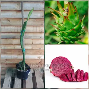Dragon Fruit Seedling Moq 5