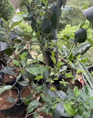 Baguio Pears Seedling