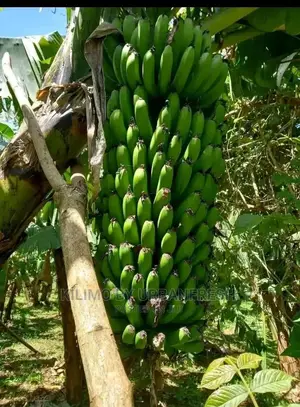 Banana TC Cooking