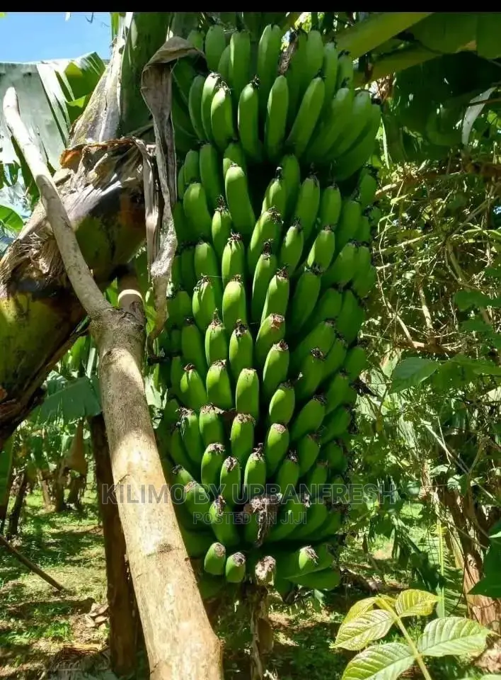 Banana TC Cooking
