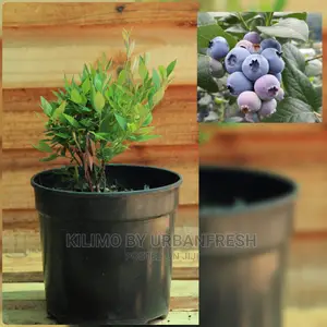 Blue Berries Fruit Seedling.