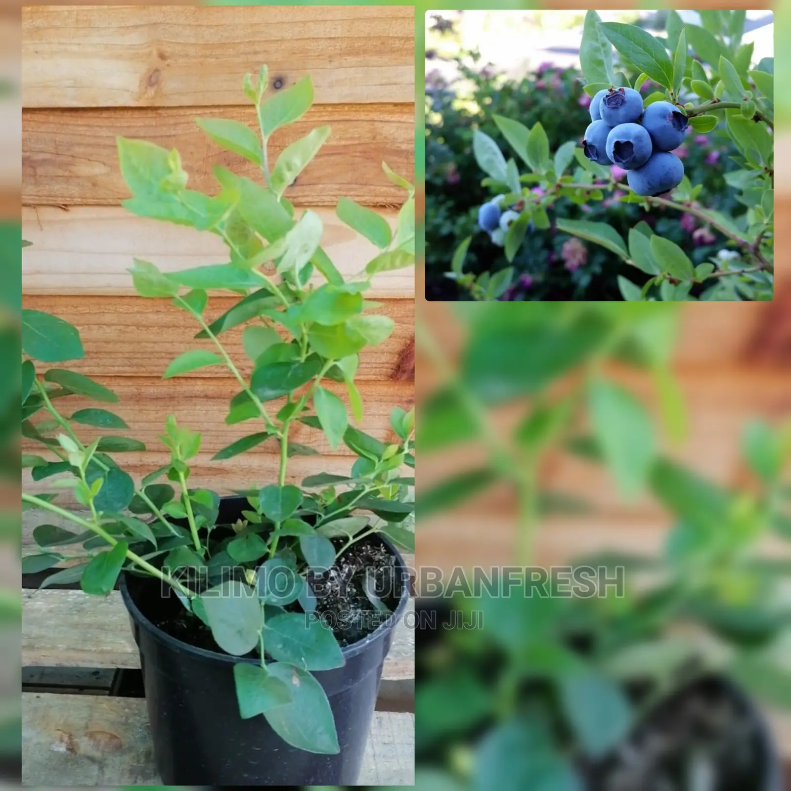 Blue Berries Fruit Seedling.