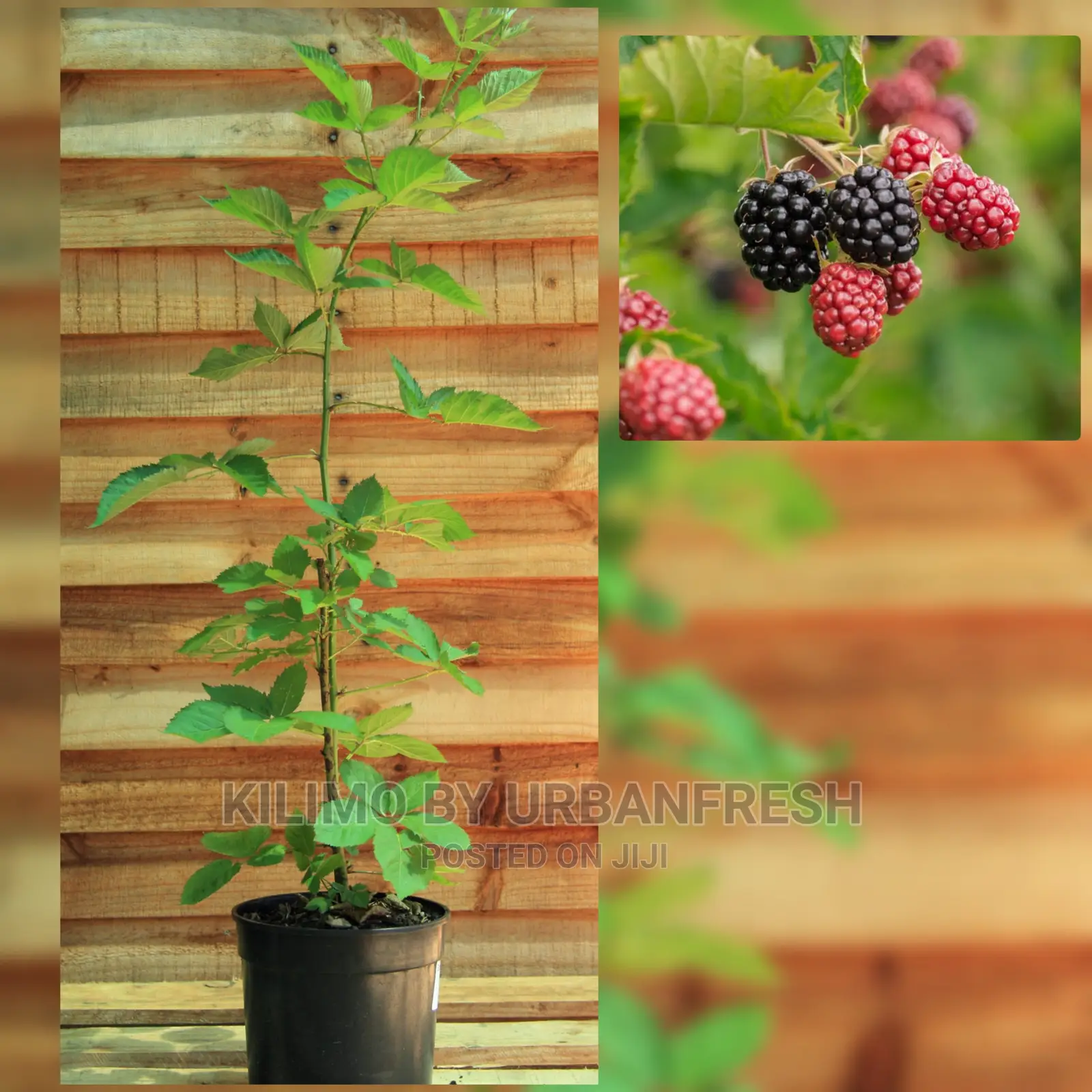 Blackberry Fruit Seedling Moq 5