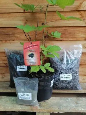 Blackberry Fruit Seedling Moq 5