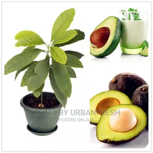 Fuerte Avocado Plant Seedling