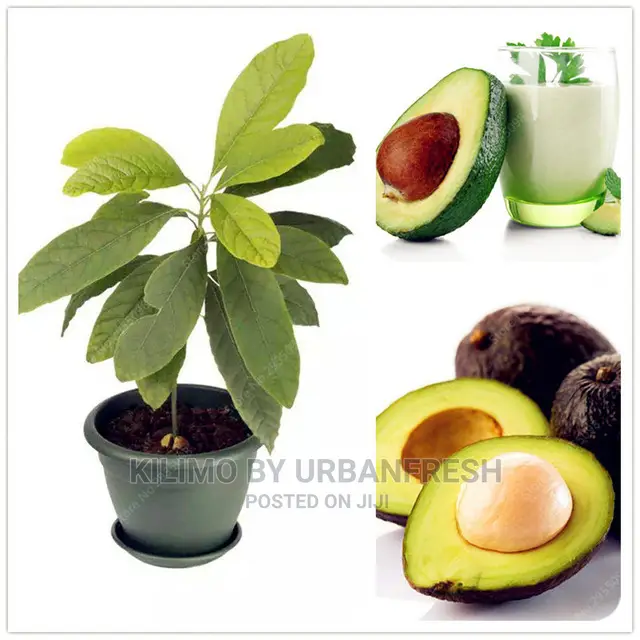 Fuerte Avocado Plant Seedling