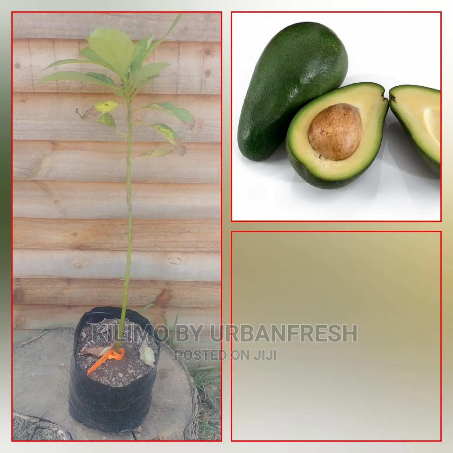 Fuerte Avocado Plant Seedling