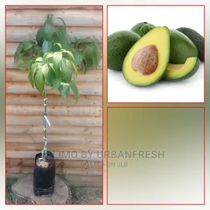 Fuerte Avocado Plant Seedling