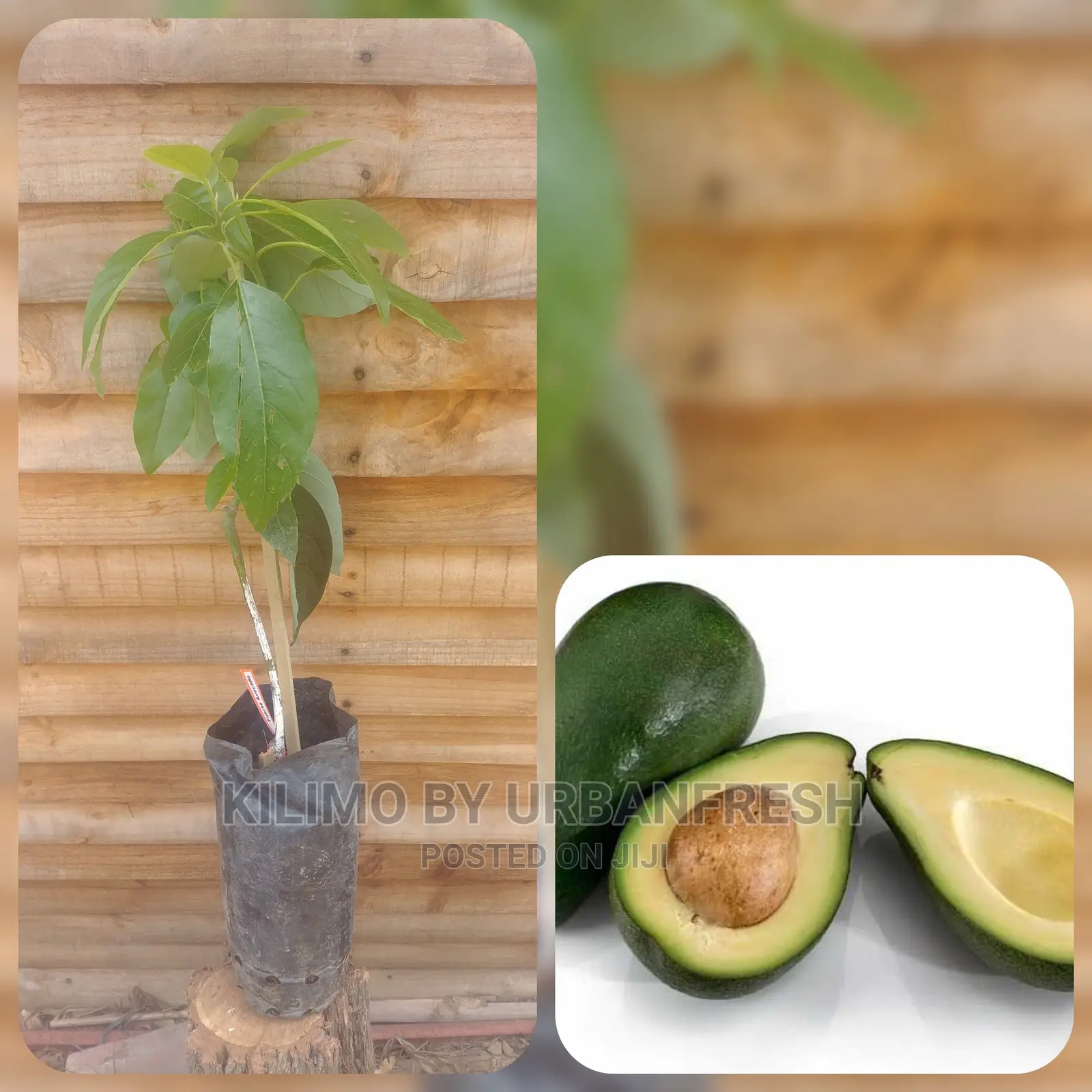 Fuerte Avocado Plant Seedling