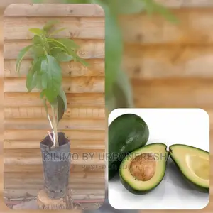 Fuerte Avocado Plant Seedling