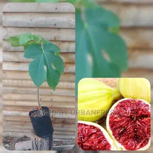 Fig Tree Fruit Seedling Moq5
