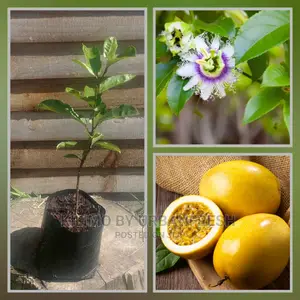 Giant Granadilla Passion Fruit Seedling Moq 5