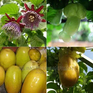 Giant Granadilla Passion Fruit Seedling Moq 5
