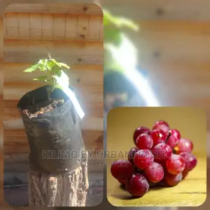 Grapes Fruit Seedling Moq 5