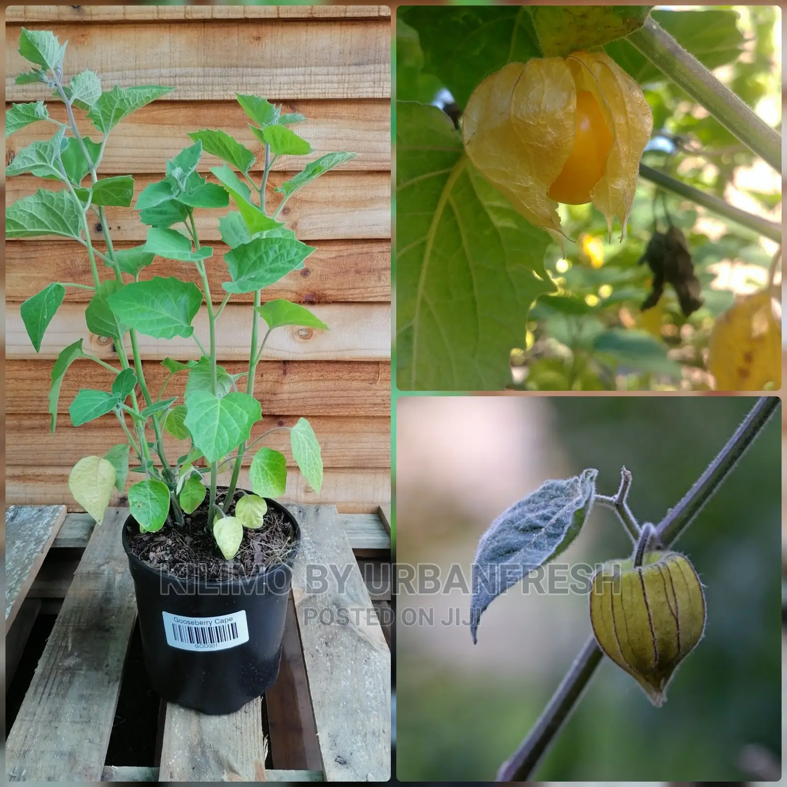 Gooseberry Fruit Seedling Moq 5