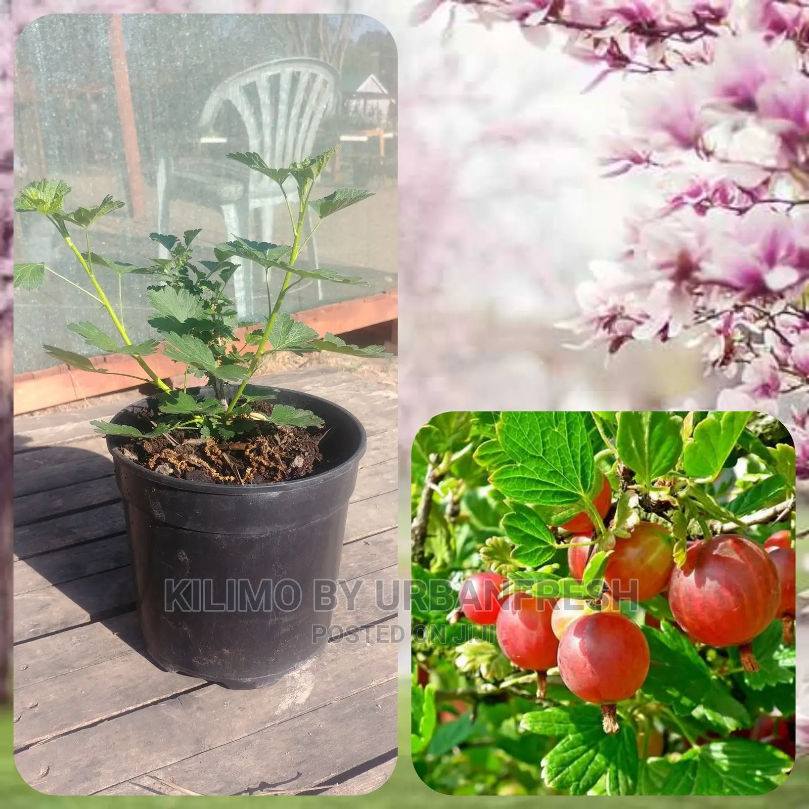 Gooseberry Fruit Seedling Moq 5