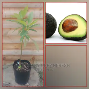 Hass Avocado Fruit Seedling Moq 5