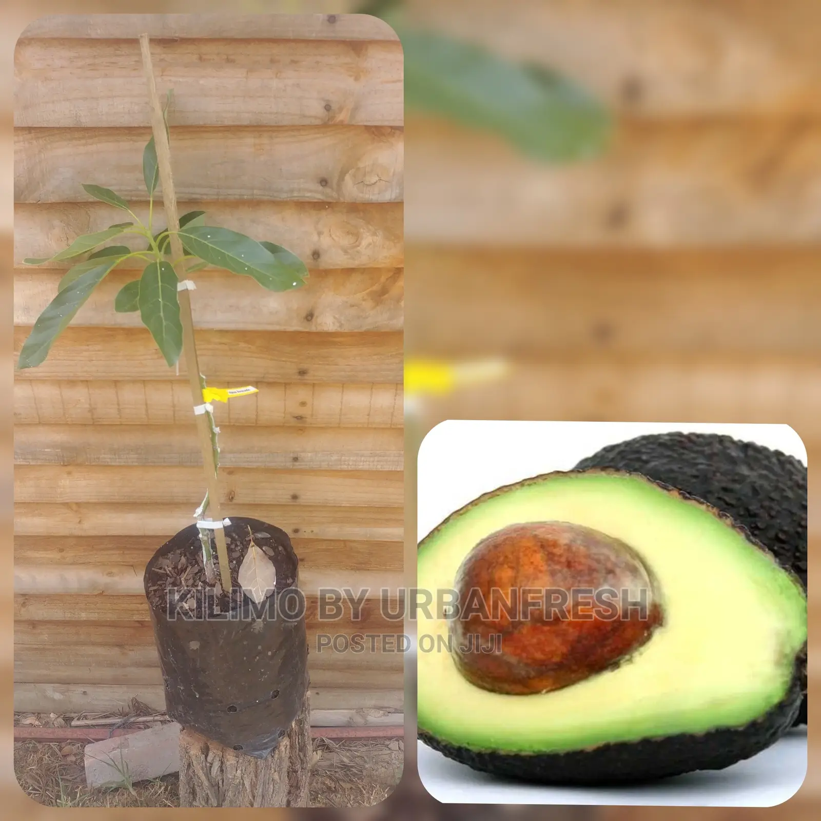 Hass Avocado Fruit Seedling Moq 5