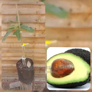 Hass Avocado Fruit Seedling Moq 5