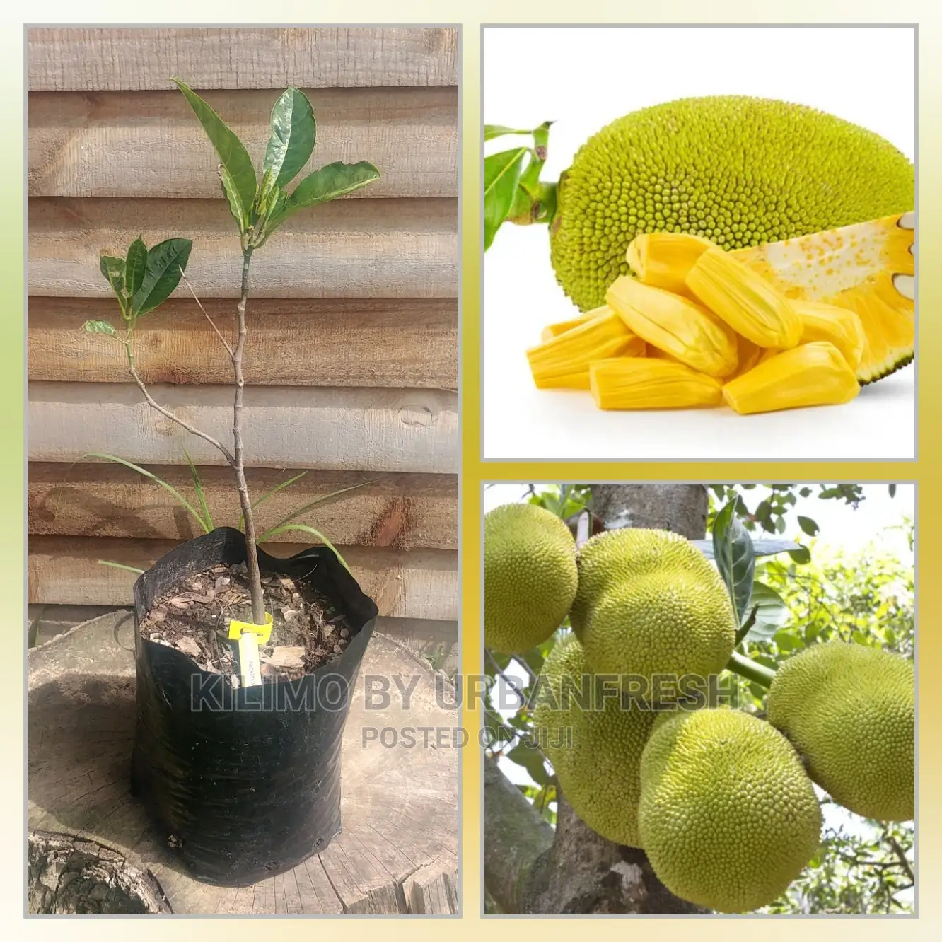 Jack Fruit Seedling Moq 5