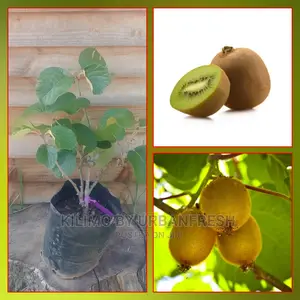 Kiwi Fruit Seedling Moq 5