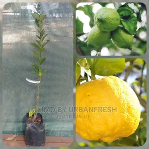 Lemon Fruit Seedling Moq 5