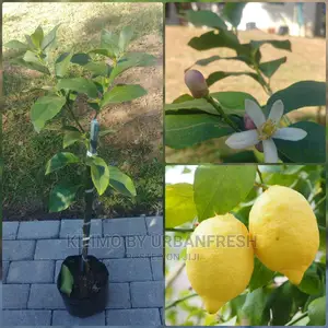Lemon Fruit Seedling Moq 5