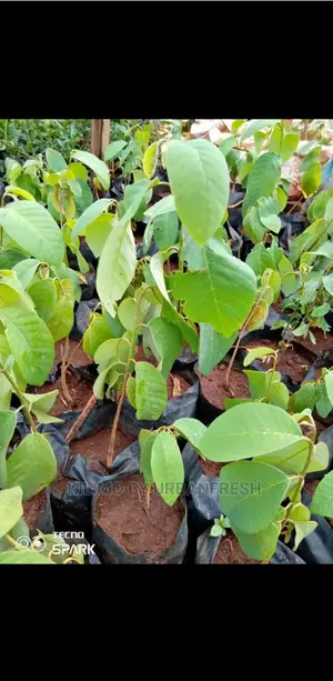 Custard Apple Seedling. Moq 10.