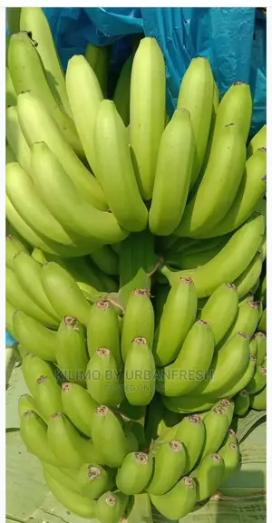 Dual Purpose Banana Suckers. Moq5